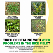 Glyphosate 41% SL Herbicide Concentrate for Professional Vegetation Management